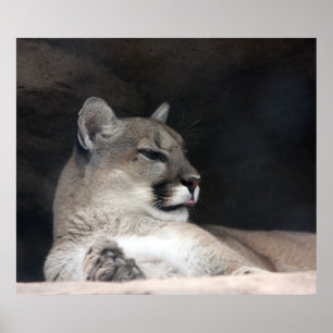 Cougar Mountain Lion Portrait Close-Up Poster