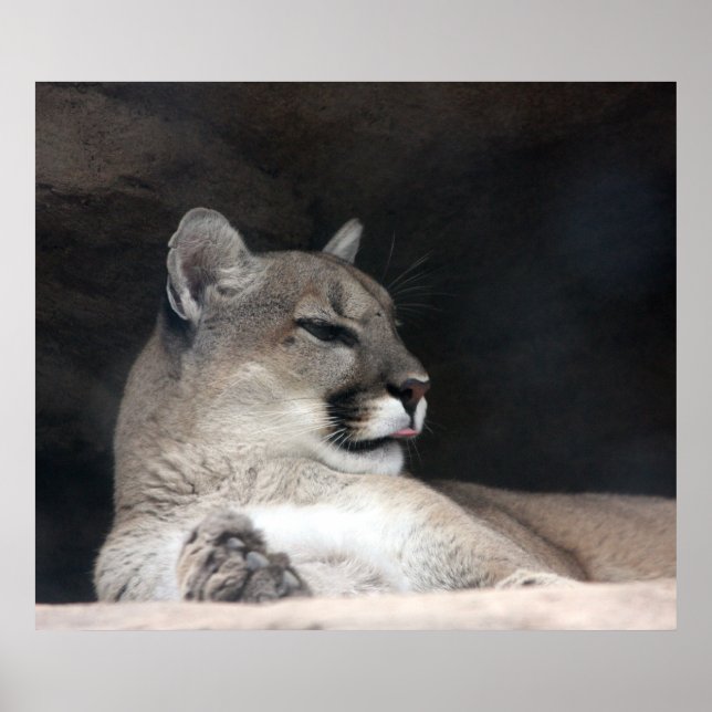 Cougar Mountain Lion Portrait Close-Up Poster (Front)