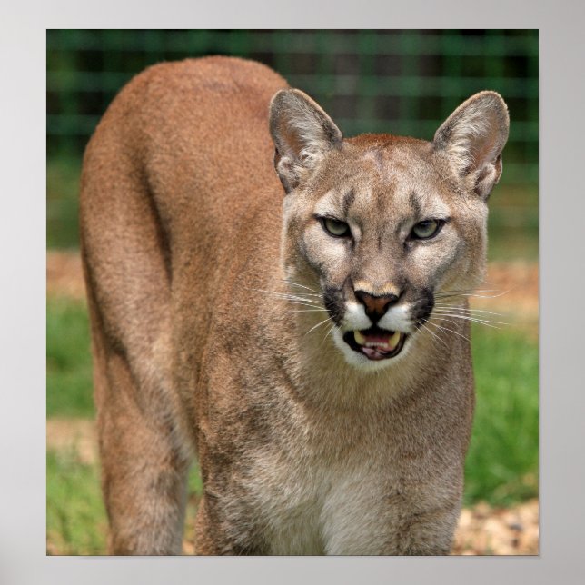 Cougar, mountain lion poster (Front)