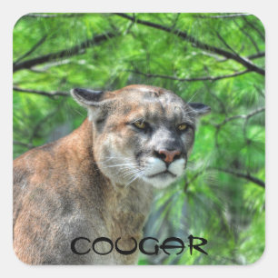 Cougar Mountain Lion & Summer Pines Wildlife Image Square Sticker
