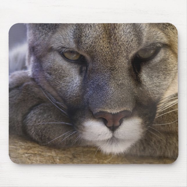 Cougar Mouse Pad (Front)