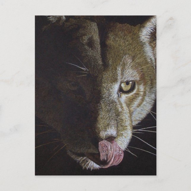 Cougar Night Postcard (Front)
