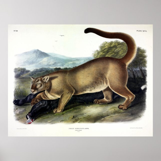 Cougar, or Puma, Panther, Mountain Lion, Catamount Poster (Front)