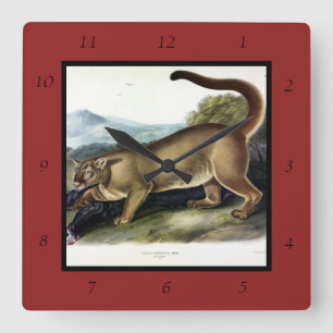 Cougar, or Puma, Panther, Mountain Lion, Catamount Square Wall Clock