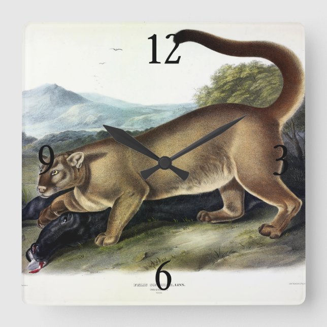 Cougar, or Puma, Panther, Mountain Lion, Catamount Square Wall Clock (Front)
