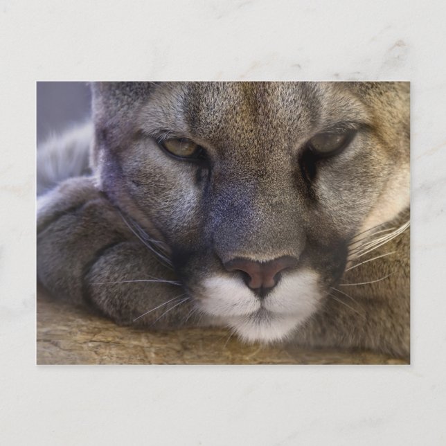 Cougar Postcard (Front)