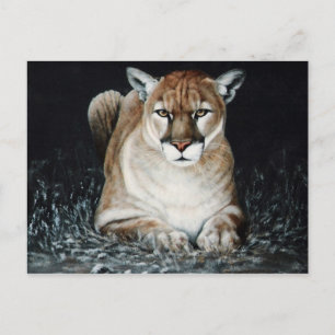 Cougar Postcard