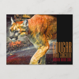 Cougar [Postcard] Postcard