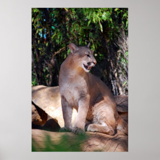 Cougar poster