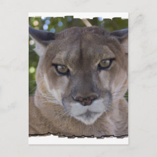 Cougar Pounce Postcard