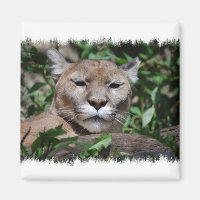 Cougar Predator Square Magnet