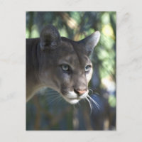 Cougar (Puma Concolor) Face Photography