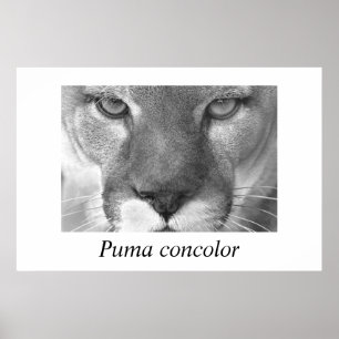 Cougar- Puma concolor Poster