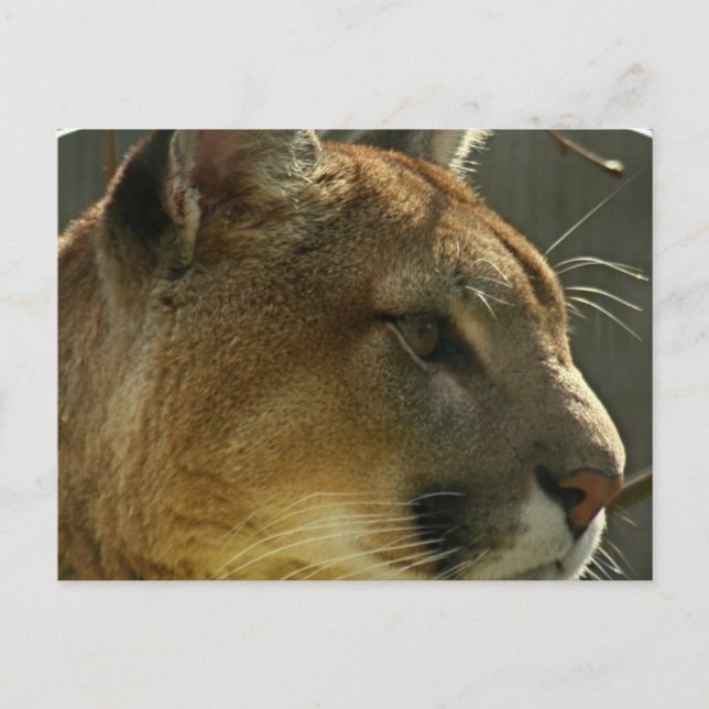 Cougar Puma Postcard (Front)