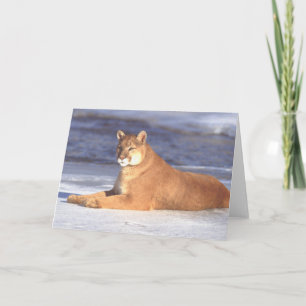 Cougar Resting Card