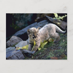 Cougar-six week old cub postcard