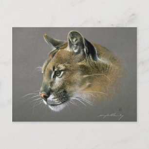 Cougar study postcard
