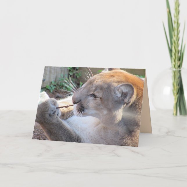 Cougar with a Stick Greeting Card (Front)