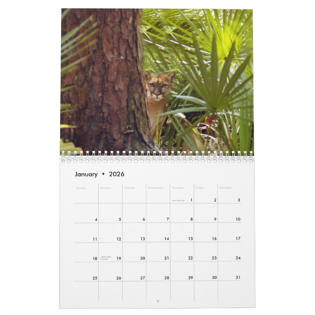 Cougars Calendar, Cougars/Mountain Lions Calendar (Jan 2026)