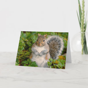 Could You Spare a Peanut? Asks this Squirrel Holiday Card