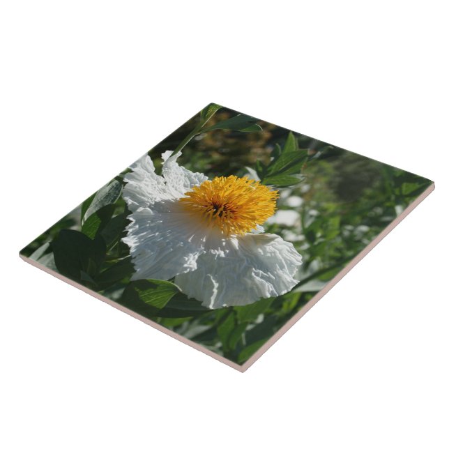 Coulter's Matilija Poppy Ceramic Tile (Side)