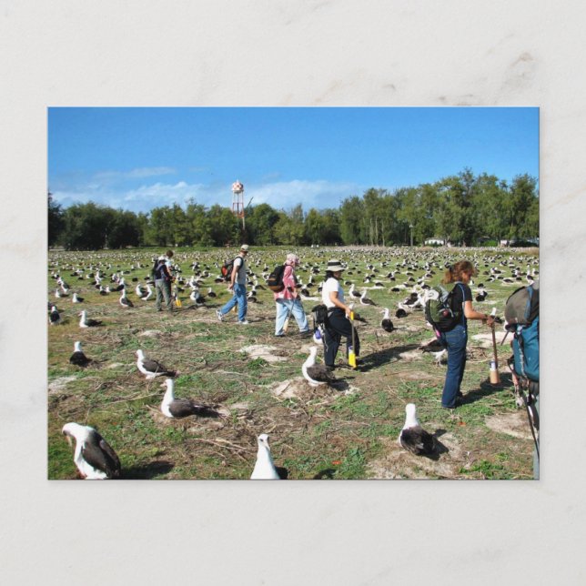 Counting Laysan Albatross Nests Postcard (Front)