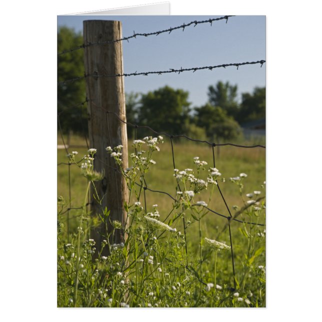 Country Barbed Wire Fence Post and Wildflowers (Front)