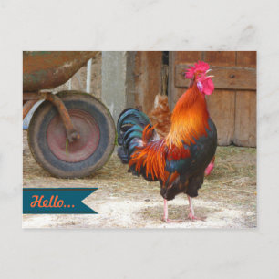 Country Barnyard Rooster Photography Postcard
