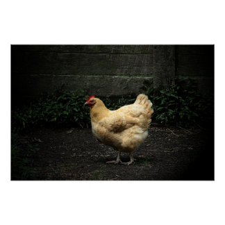 Country Chicken Poster