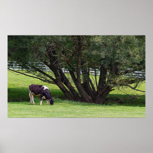 Country Cow Poster