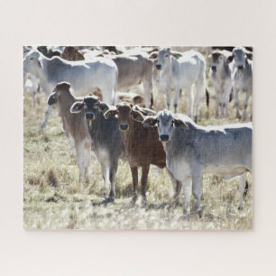 Country Cows Jigsaw Puzzle