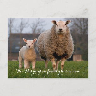 Country Farm Sheep Moving Announcement Postcard