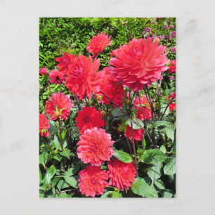 COUNTRY GARDEN FLOWERS POSTCARD