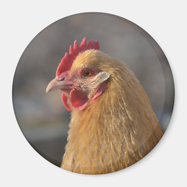 Country Hen Magnet (Front)