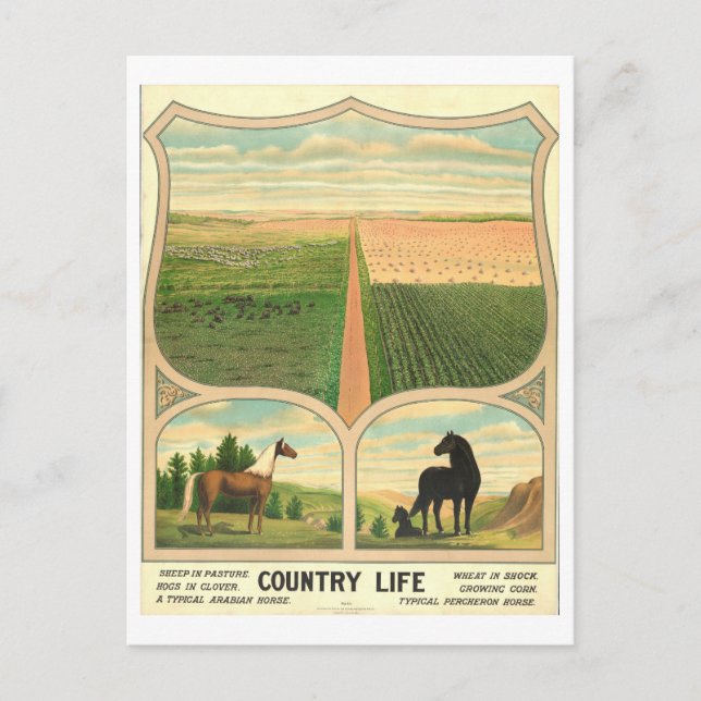 Country Life Farming Vintage Lithograph Postcard (Front)