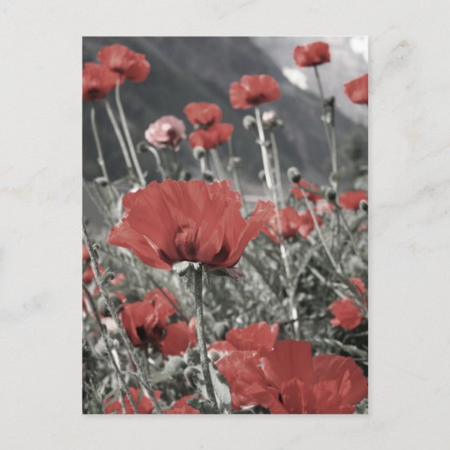 country nature landscape red poppy flower postcard (Front)