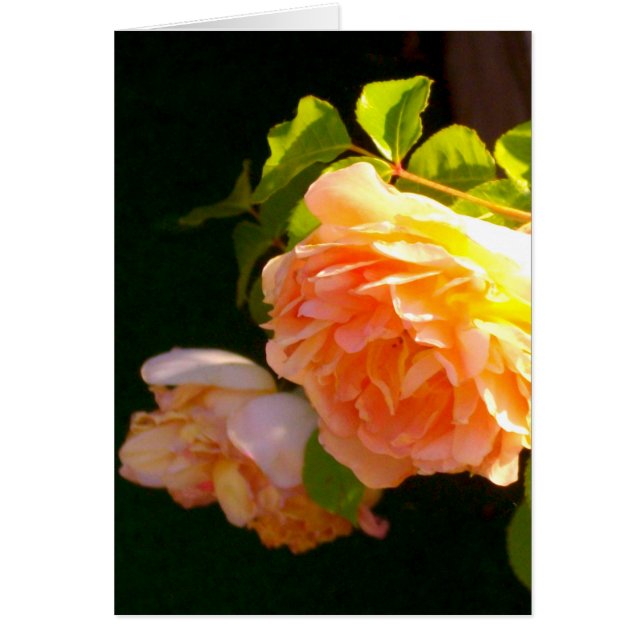 Country Peach Roses (Front)