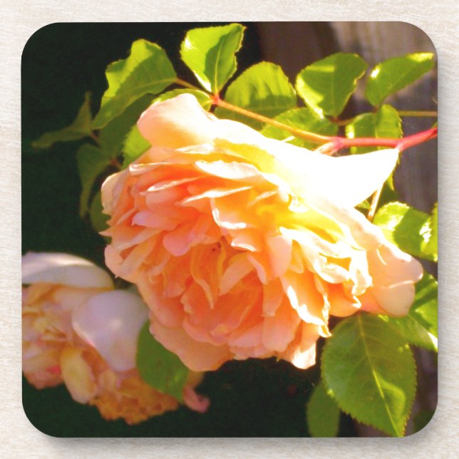 Country Peach Roses Coaster (Front)