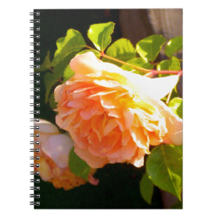 Country Peach Roses Notebook