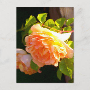 Country Peach Roses Postcard