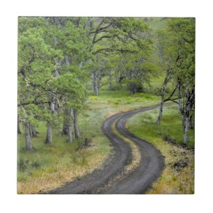 Country road through trees, Oregon Ceramic Tile