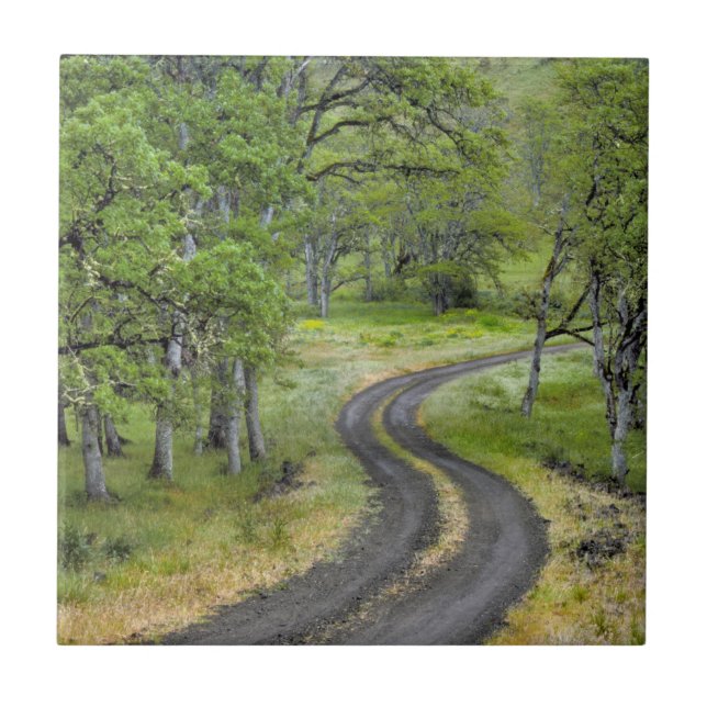 Country road through trees, Oregon Ceramic Tile (Front)