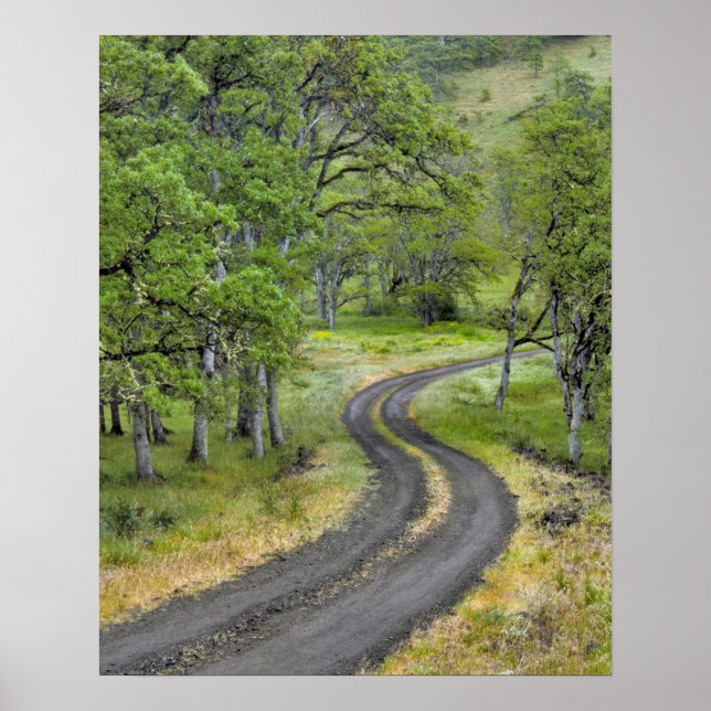 Country road through trees, Oregon Poster (Front)