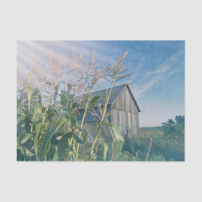 Country Rustic Barn Blue Sky Sun Rays Tissue Paper (Front)