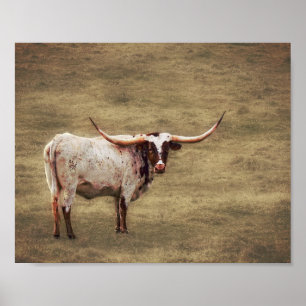 Country Rustic Photography Highland Cow  Poster