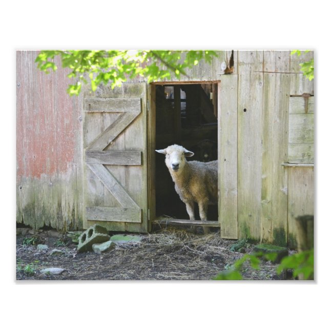 Country Sheep Photo Print (Front)