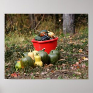 Country Squash Garden Harvest Autumn Poster