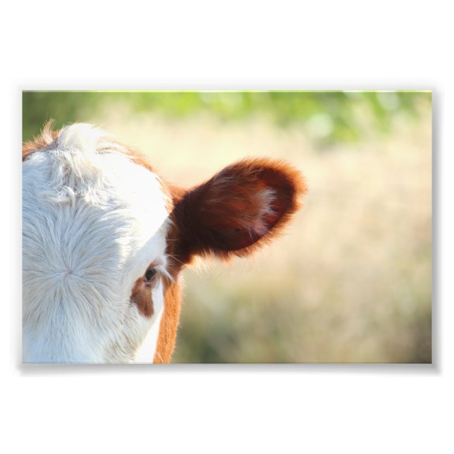 Country White And Brown Cow In Green Meadow Photo Print (Front)