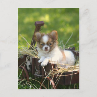 CountryBumpkin Postcard