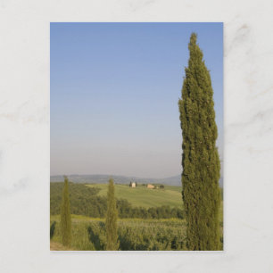 Countryside near Pienza. Val d'Orcia, Siena Postcard